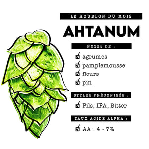 Houblon Ahtanum : le survivant de la vallée de Yakima