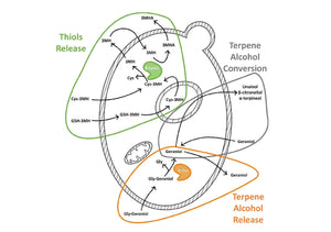Biotransformation des Terpènes : Techniques et Sélection des Ingrédients
